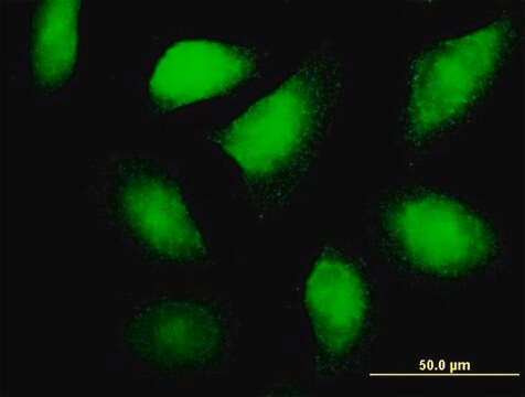 Anti-FLT3LG antibody produced in mouse purified immunoglobulin, buffered aqueous solution