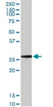 Monoclonal Anti-BCAP31, (C-terminal) antibody produced in mouse clone 3C5, ascites fluid