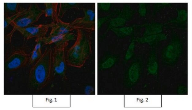 Anti-Ubiquitin, Lys48-Specific, clone Apu2, Alexa Fluor&#8482; 488 conjugate clone Apu2, from rabbit, ALEXA FLUOR&#8482; 488