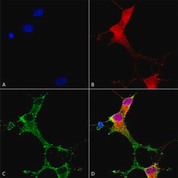 Monoclonal Anti-Synaptotagmin-7 - Apc antibody produced in mouse clone S275-14, purified immunoglobulin