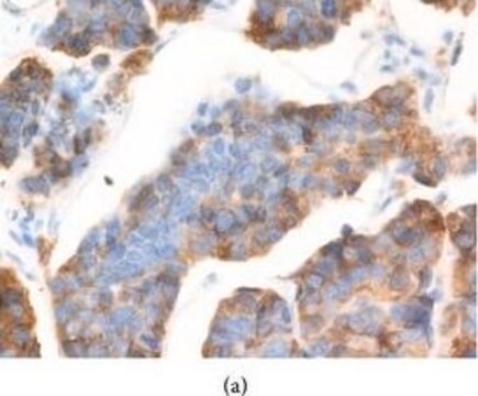 Anti-AGR2 antibody produced in rabbit Prestige Antibodies&#174; Powered by Atlas Antibodies, affinity isolated antibody, buffered aqueous glycerol solution