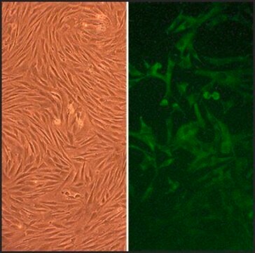 Rabbit Skeletal Muscle Cells: RbSkMC (Cryovial)