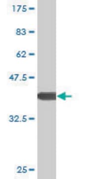 Monoclonal Anti-XBP1 antibody produced in mouse clone 2D9, purified immunoglobulin, buffered aqueous solution