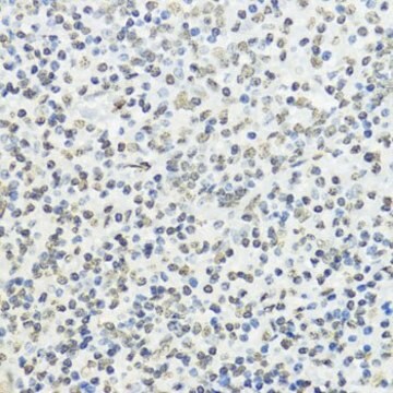 Anti-Phospho-Histone H3-T45 antibody produced in rabbit