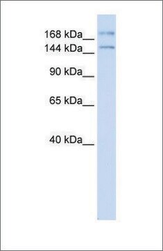 Anti-IFT140 antibody produced in rabbit affinity isolated antibody