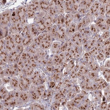 Anti-HS2ST1 antibody produced in rabbit Prestige Antibodies&#174; Powered by Atlas Antibodies, affinity isolated antibody, buffered aqueous glycerol solution