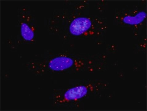 Monoclonal Anti-ZBTB16 antibody produced in mouse clone 3A7, purified immunoglobulin, buffered aqueous solution