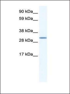 Anti-SPIC antibody produced in rabbit IgG fraction of antiserum