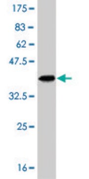 Monoclonal Anti-PPARBP antibody produced in mouse clone 1G3, purified immunoglobulin, buffered aqueous solution