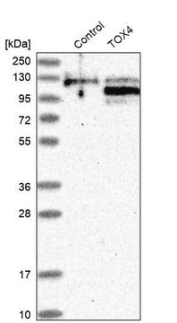 Anti-TOX4 antibody produced in rabbit Prestige Antibodies&#174; Powered by Atlas Antibodies, affinity isolated antibody, buffered aqueous glycerol solution