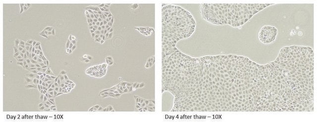 Canine MDR1 Knockout MDCKII Control Cells