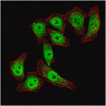 Anti-KLF4 Antibody, clone 1E6 ascites fluid, clone 1E06, from mouse