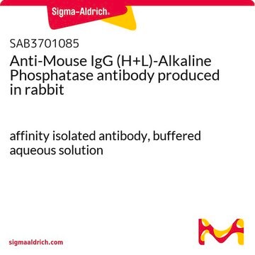 Anti-Mouse IgG (H+L)-Alkaline Phosphatase antibody produced in rabbit affinity isolated antibody, buffered aqueous solution