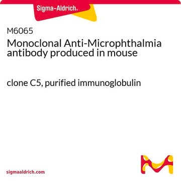 Monoclonal Anti-Microphthalmia antibody produced in mouse clone C5, purified immunoglobulin