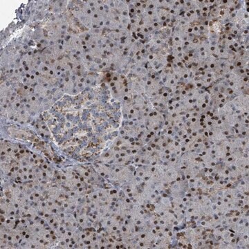 Anti-COL20A1 antibody produced in rabbit Prestige Antibodies&#174; Powered by Atlas Antibodies, affinity isolated antibody, buffered aqueous glycerol solution