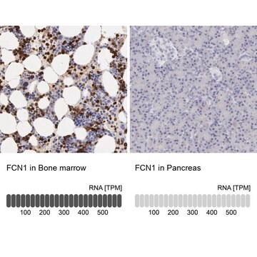 Anti-FCN1 antibody produced in rabbit Ab2, Prestige Antibodies&#174; Powered by Atlas Antibodies, affinity isolated antibody, buffered aqueous glycerol solution