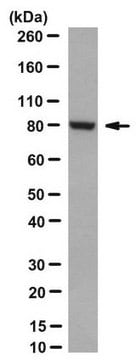 Anti-BAP1 Antibody, clone 1G8 clone 1G8, from mouse