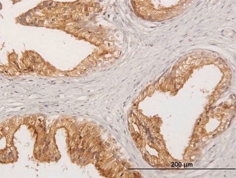 Anti-LITAF antibody produced in mouse purified immunoglobulin, buffered aqueous solution