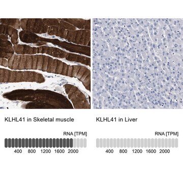 Anti-KLHL41 antibody produced in rabbit Prestige Antibodies&#174; Powered by Atlas Antibodies, affinity isolated antibody, buffered aqueous glycerol solution, Ab1