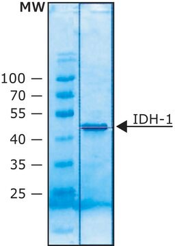 Isocitrate Dehydrogenase 1 (NADP+) human recombinant, expressed in E. coli, lyophilized powder, &#8805;80&#160;units/mg protein