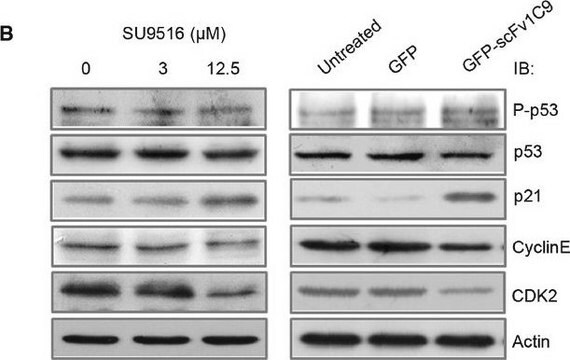 Anti-p21/WAF1/Cip1 Antibody Upstate&#174;, from mouse