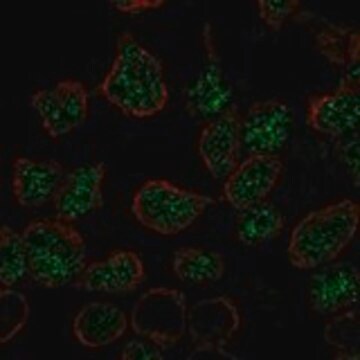 Anti-LMO2 antibody produced in rabbit Prestige Antibodies&#174; Powered by Atlas Antibodies, affinity isolated antibody, buffered aqueous glycerol solution