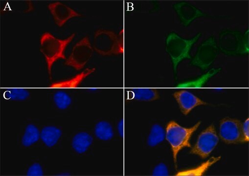 Anti-AsCas12a (Cpf1) antibody, Mouse monoclonal clone AsCpf-11, purified from hybridoma cell culture