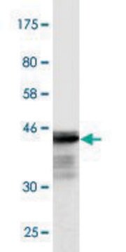 Monoclonal Anti-CREBBP antibody produced in mouse clone 2B6, purified immunoglobulin, buffered aqueous solution