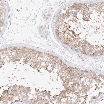 Anti-PPP6R2 antibody produced in rabbit Prestige Antibodies&#174; Powered by Atlas Antibodies, affinity isolated antibody, buffered aqueous glycerol solution