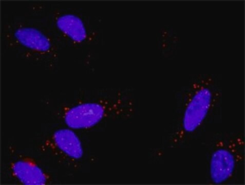 Anti-FGF1 antibody produced in rabbit purified immunoglobulin, buffered aqueous solution