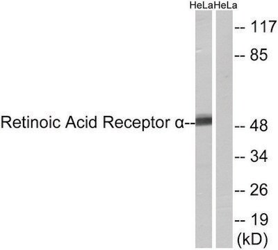 Anti-Retinoic Acid Receptor &#945; antibody produced in rabbit affinity isolated antibody