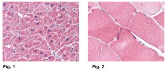 Anti-ARC Antibody from rabbit, purified by affinity chromatography