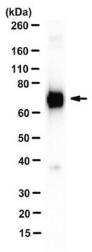 Anti-Stat3b Antibody, clone 516 G10H9 clone 516 G10H9, from mouse