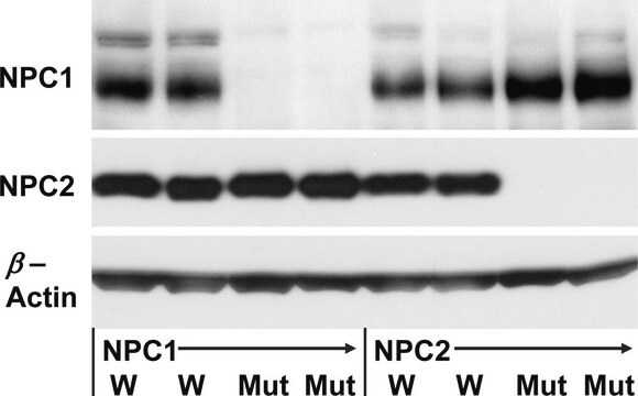 Anti-NPC2 antibody produced in rabbit Prestige Antibodies&#174; Powered by Atlas Antibodies, affinity isolated antibody, buffered aqueous glycerol solution