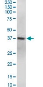 Monoclonal Anti-GNAQ antibody produced in mouse clone 3B9, purified immunoglobulin, buffered aqueous solution