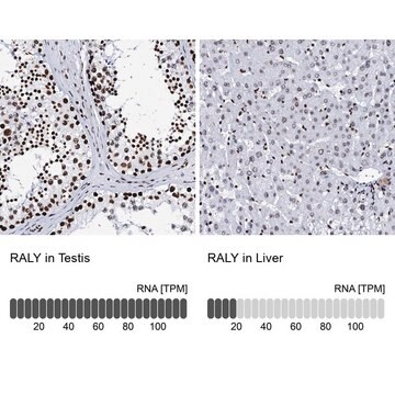 Anti-RALY antibody produced in rabbit Prestige Antibodies&#174; Powered by Atlas Antibodies, affinity isolated antibody, buffered aqueous glycerol solution