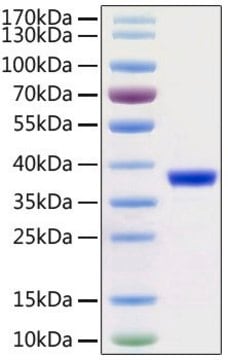 Recombinant 2019-nCoV 3C-like Proteinase with His and Avi tag