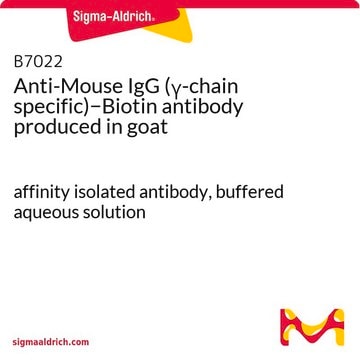 Anti-Mouse IgG (&#947;-chain specific)&#8722;Biotin antibody produced in goat affinity isolated antibody, buffered aqueous solution