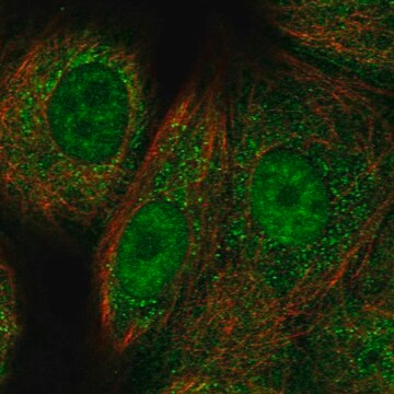 Anti-RAD51C antibody produced in rabbit Prestige Antibodies&#174; Powered by Atlas Antibodies, affinity isolated antibody