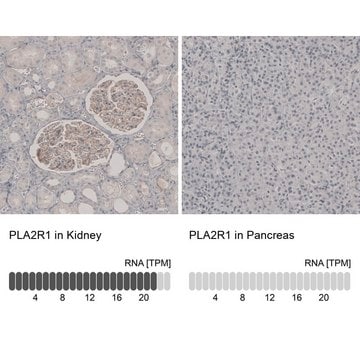 Anti-PLA2R1 antibody produced in rabbit Prestige Antibodies&#174; Powered by Atlas Antibodies, affinity isolated antibody, buffered aqueous glycerol solution