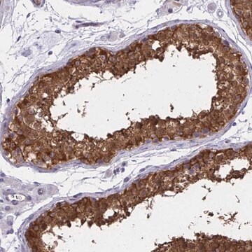 Anti-ADAMTSL1 antibody produced in rabbit Prestige Antibodies&#174; Powered by Atlas Antibodies, affinity isolated antibody, buffered aqueous glycerol solution