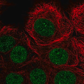 Anti-PIAS3 antibody produced in rabbit Prestige Antibodies&#174; Powered by Atlas Antibodies, affinity isolated antibody