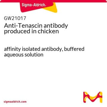 Anti-Tenascin antibody produced in chicken affinity isolated antibody, buffered aqueous solution