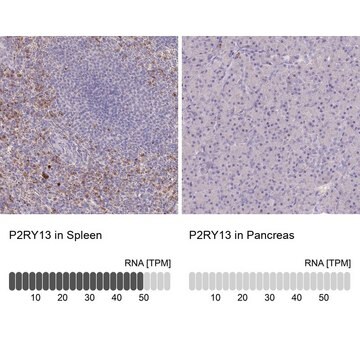 Anti-P2RY13 antibody produced in rabbit Prestige Antibodies&#174; Powered by Atlas Antibodies, affinity isolated antibody, buffered aqueous glycerol solution