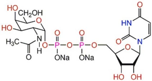 UDP-&#945;-D-N-Acetylgalactosamine, Disodium Salt Useful in synthesis of aryl azide derivatives that can be used in affinity labeling of glycosyltransferases and UDP-HexNAc pyrophosphorylase.