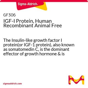 IGF-I Protein, Human Recombinant Animal Free The Insulin-like growth factor I protein(or IGF-1 protein), also known as somatomedin C, is the dominant effector of growth hormone &amp; is structurally homologous to proinsulin. Manufactured using all non-animal reagents.