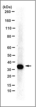 Anti-PL Scramblase 3, clone 3B4 Antibody clone 3B4, from mouse