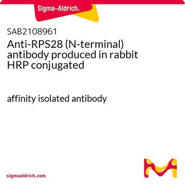 Anti-RPS28 (N-terminal) antibody produced in rabbit HRP conjugated affinity isolated antibody