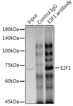 Anti-E2F1 Antibody, clone 5Z5U3, Rabbit Monoclonal