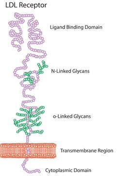 Lipoprotein, low density from human plasma &#8805;95% (SDS-PAGE), solution